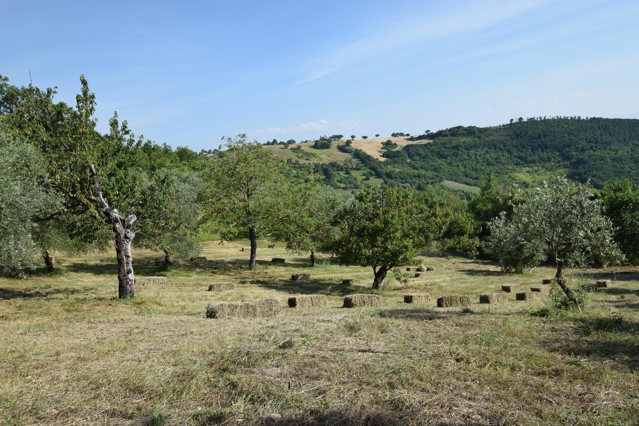 Agriturismo Terra Selvatica Valfabbrica 外观 照片